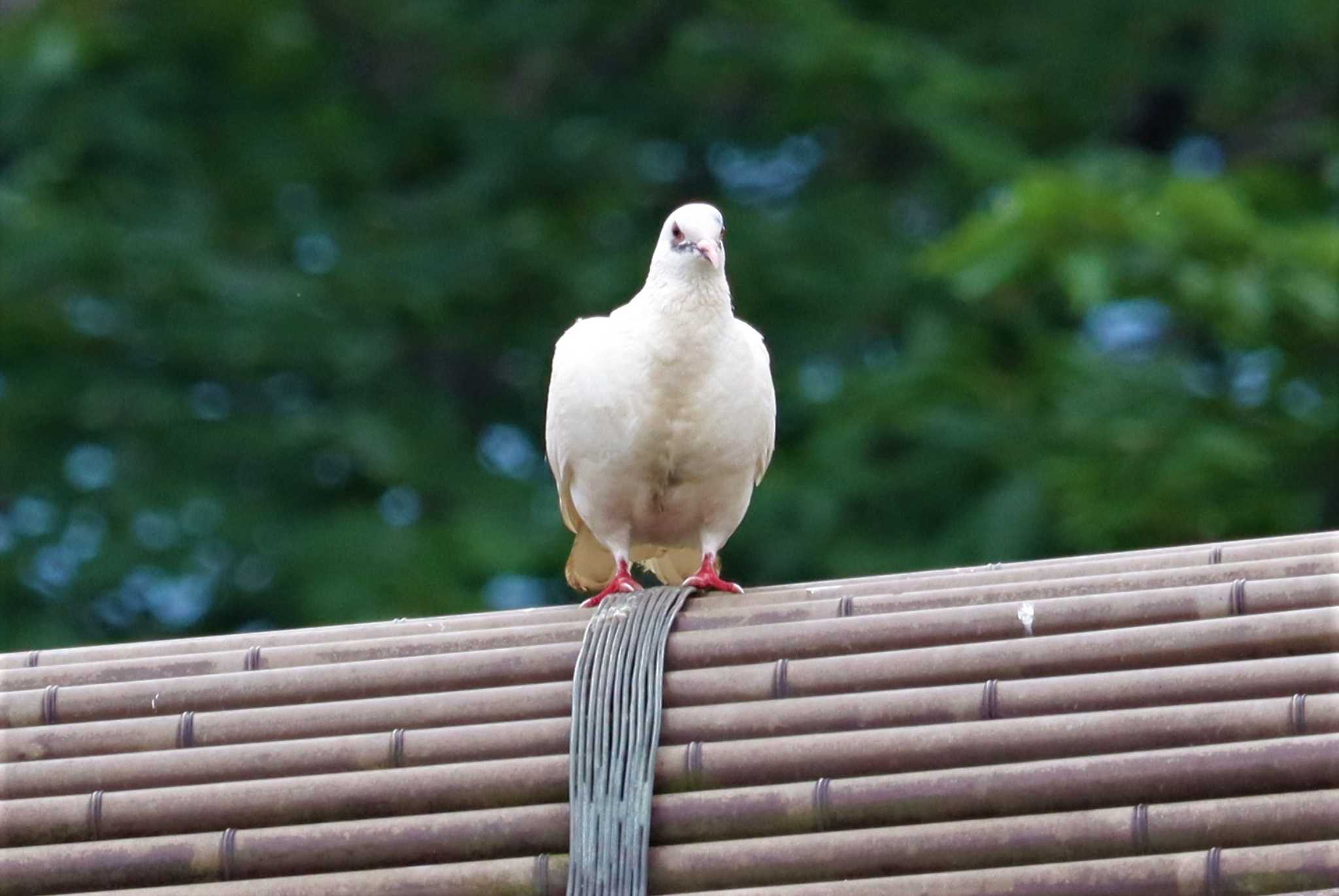 白い鳩…カワラバト・ドバトではなさそう by ぴーたま・まる