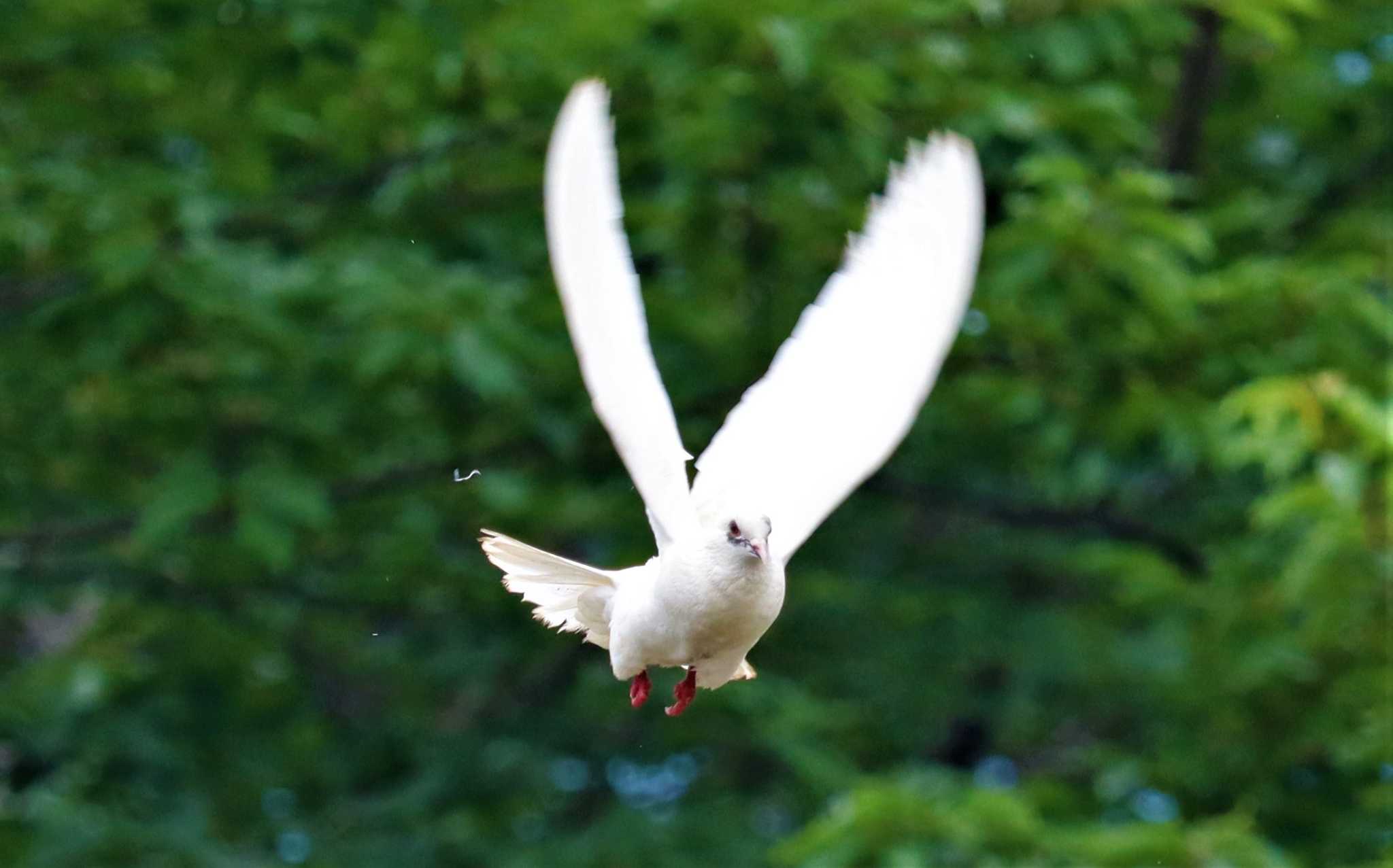 Rock Dove