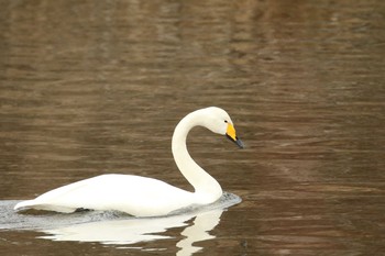 オオハクチョウ 北海道　函館市　汐泊川 2018年1月8日(月)