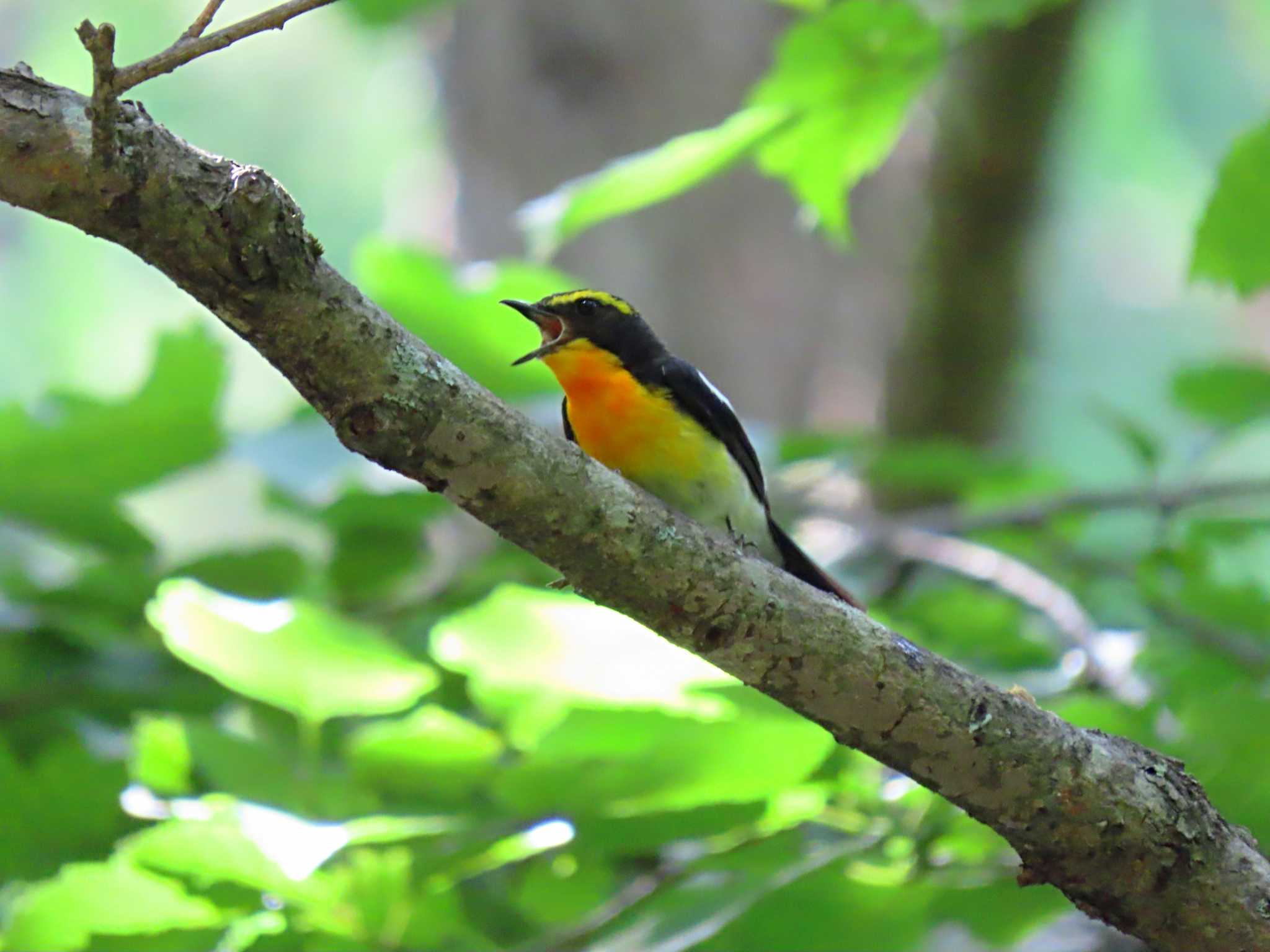 軽快に鳴くキビタキ