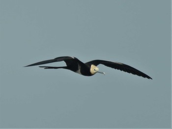 Lesser Frigatebird Unknown Spots Tue, 7/5/2016