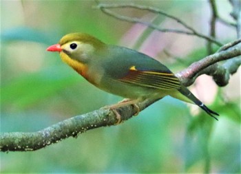 Red-billed Leiothrix アテビ平小鳥の森 Tue, 6/28/2022