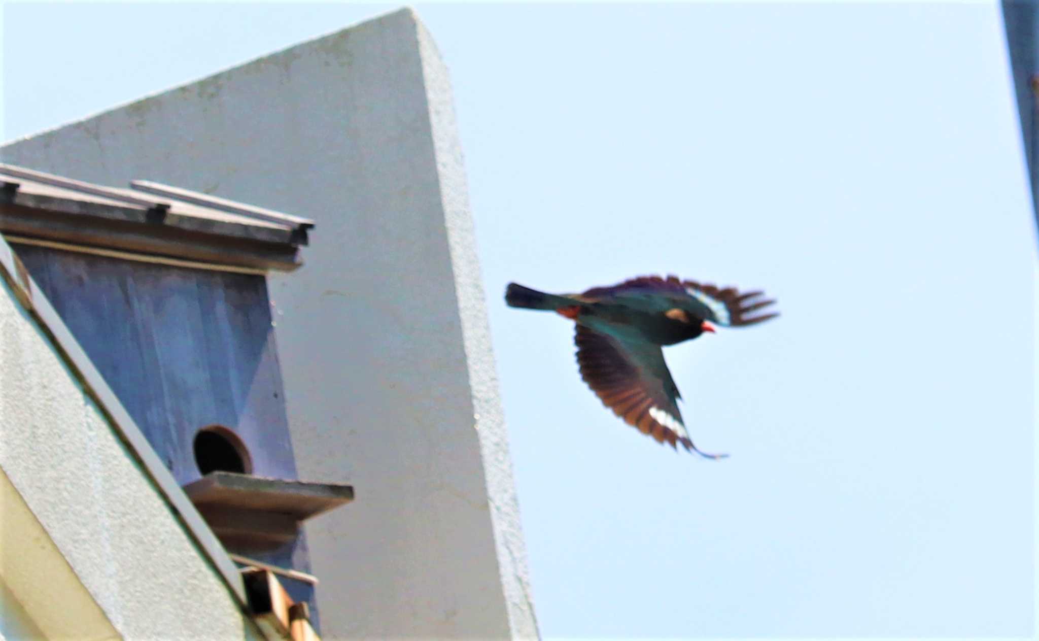 巣箱から飛び立つ親鳥