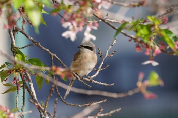 Brown Shrike(lucionensis) Unknown Spots Sun, 4/17/2022