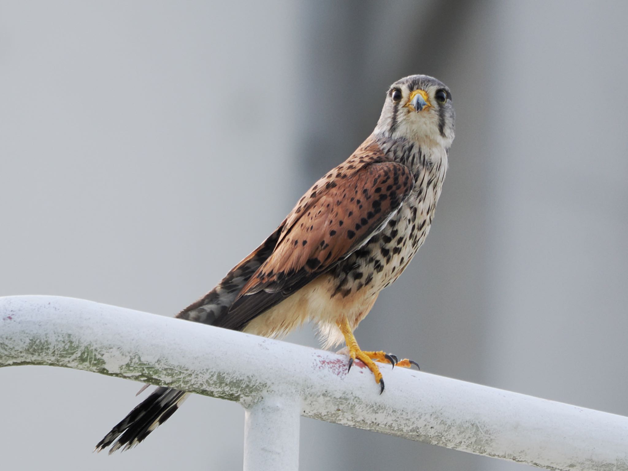 柏尾川 チョウゲンボウの写真