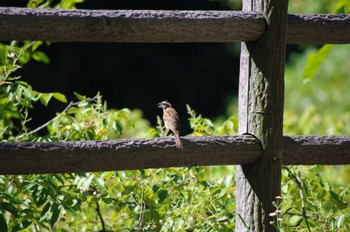 2022年6月29日(水) 松尾寺公園の野鳥観察記録