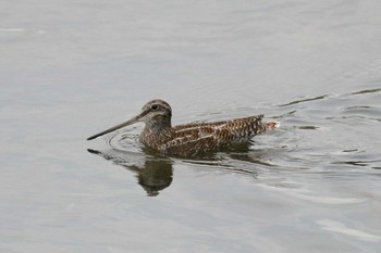 Solitary Snipe Unknown Spots Tue, 12/20/2016