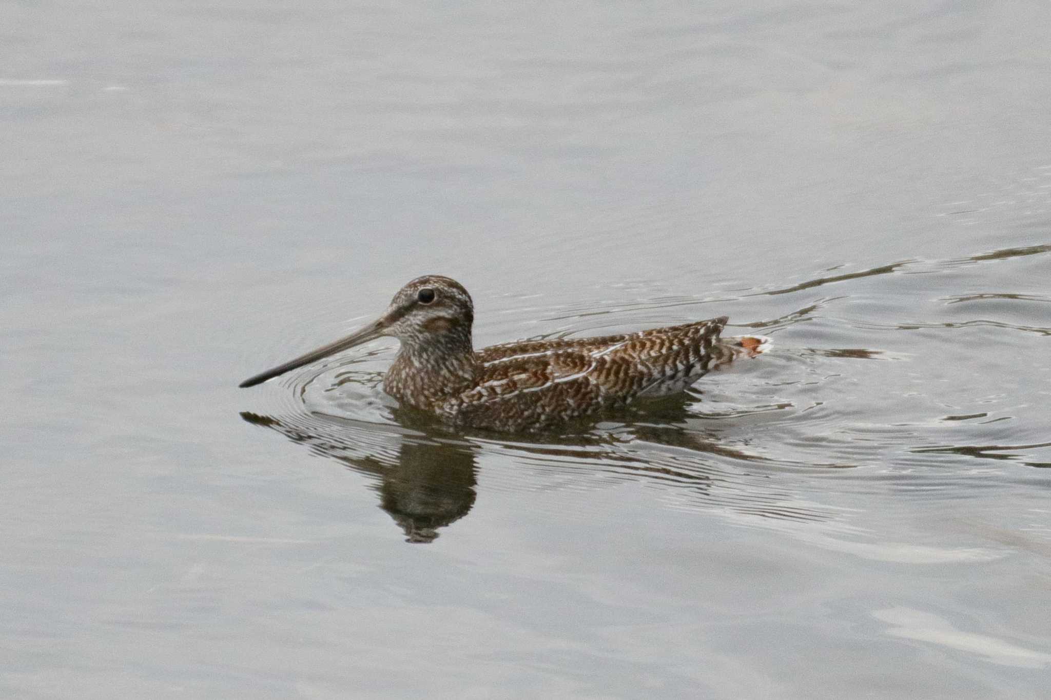 Photo of Solitary Snipe at  by みっちー