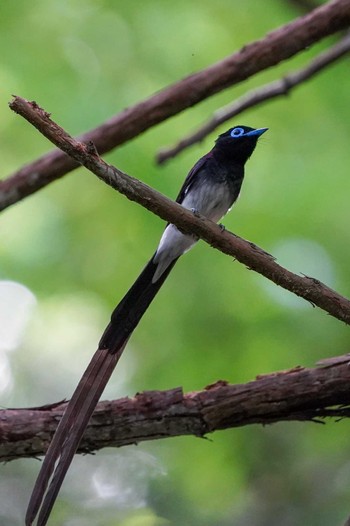 サンコウチョウ 場所が不明 2022年6月26日(日)