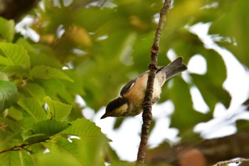 2022年6月30日(木) 長浜公園の野鳥観察記録