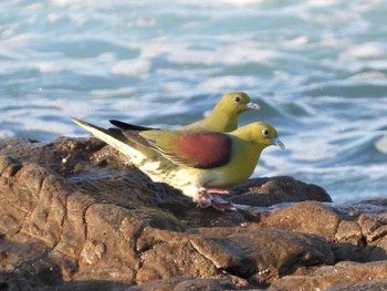 Thu, 6/30/2022 Birding report at Terugasaki Beach