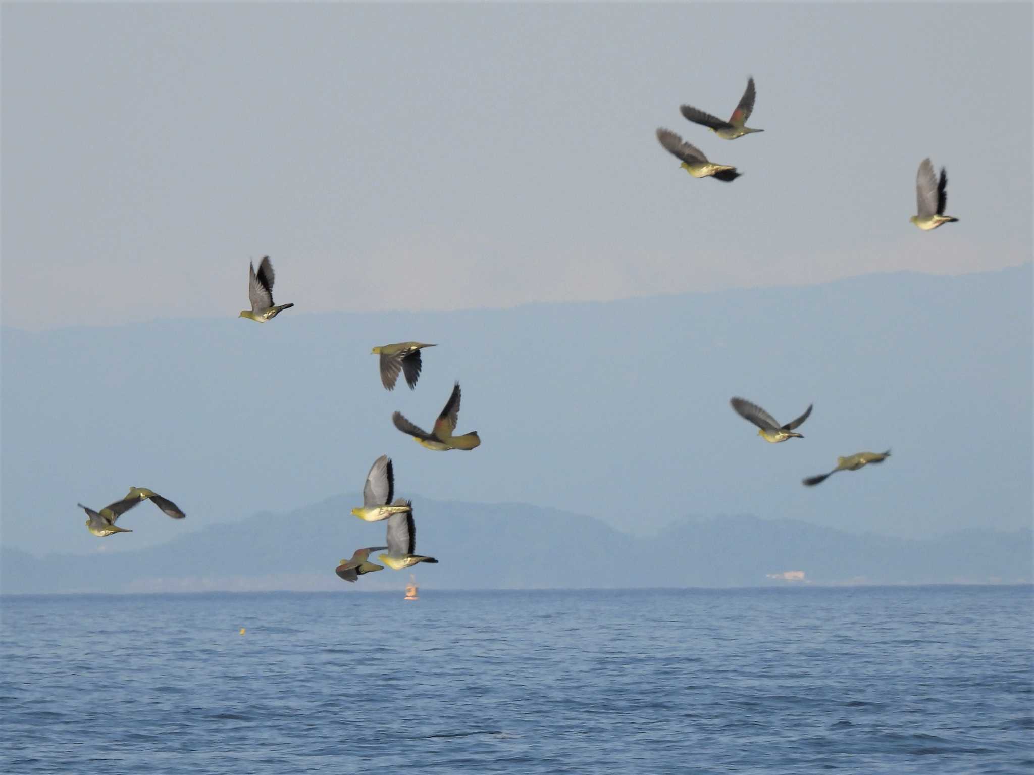 大磯照ヶ崎海岸 アオバトの写真 by モーさん