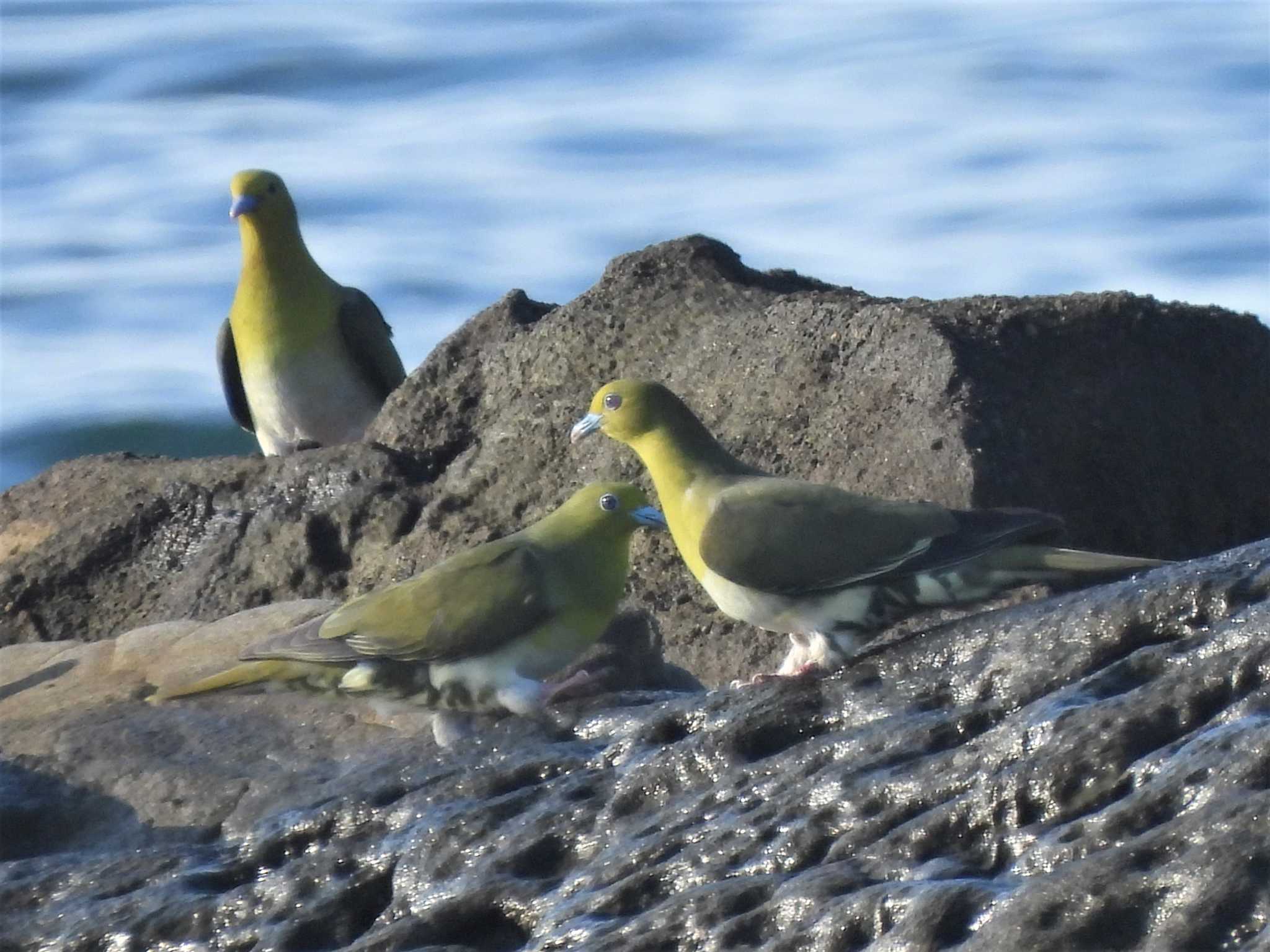 大磯照ヶ崎海岸 アオバトの写真 by モーさん