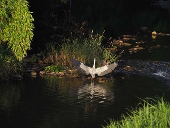 Grey Heron 東京都町田市 Thu, 6/30/2022