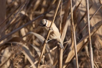 ツリスガラ 場所が不明 2017年12月17日(日)