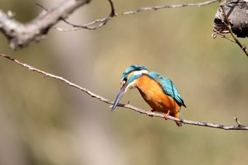 カワセミ 小雀公園 2018年1月8日(月)