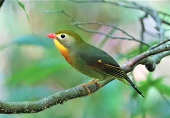 Red-billed Leiothrix アテビ平小鳥の森 Tue, 6/28/2022