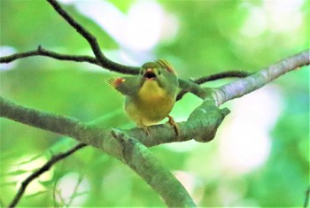 ソウシチョウ アテビ平小鳥の森 2022年6月28日(火)