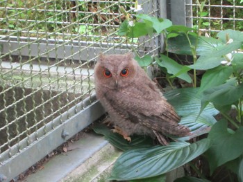 Oriental Scops Owl 鳳来寺山自然科学博物館 Fri, 6/29/2012