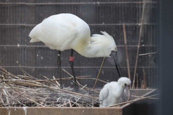 未同定 井の頭自然文化園 2022年6月21日(火)