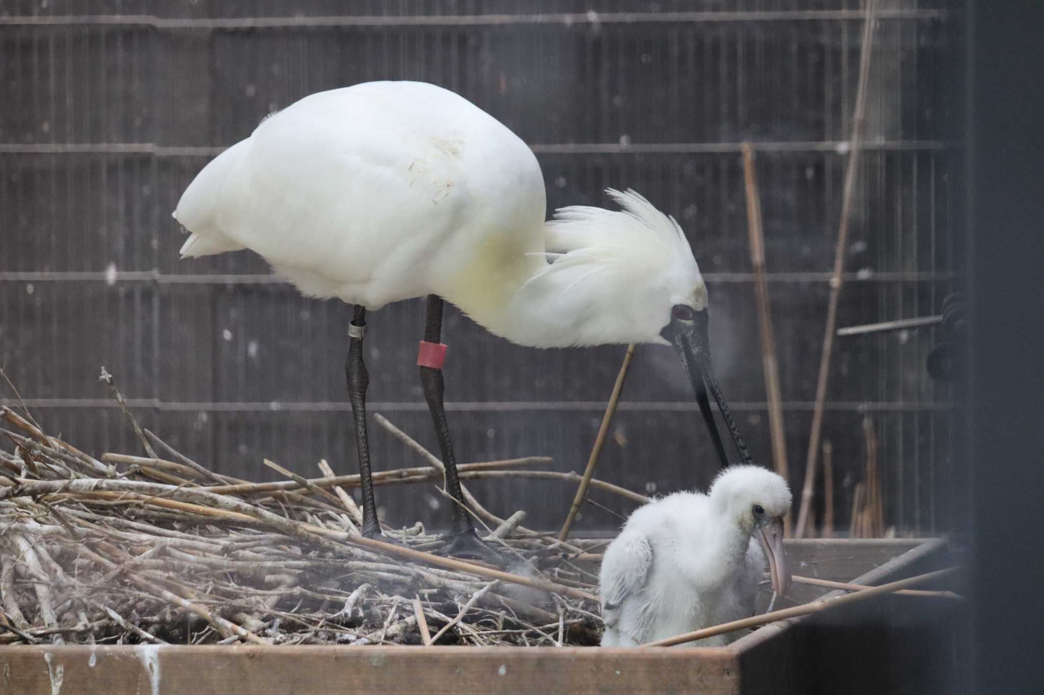 【飼育写真】育児中のクロツラヘラサギ by ぴーたま・まる