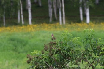 ホオアカ 札幌モエレ沼公園 2022年6月30日(木)