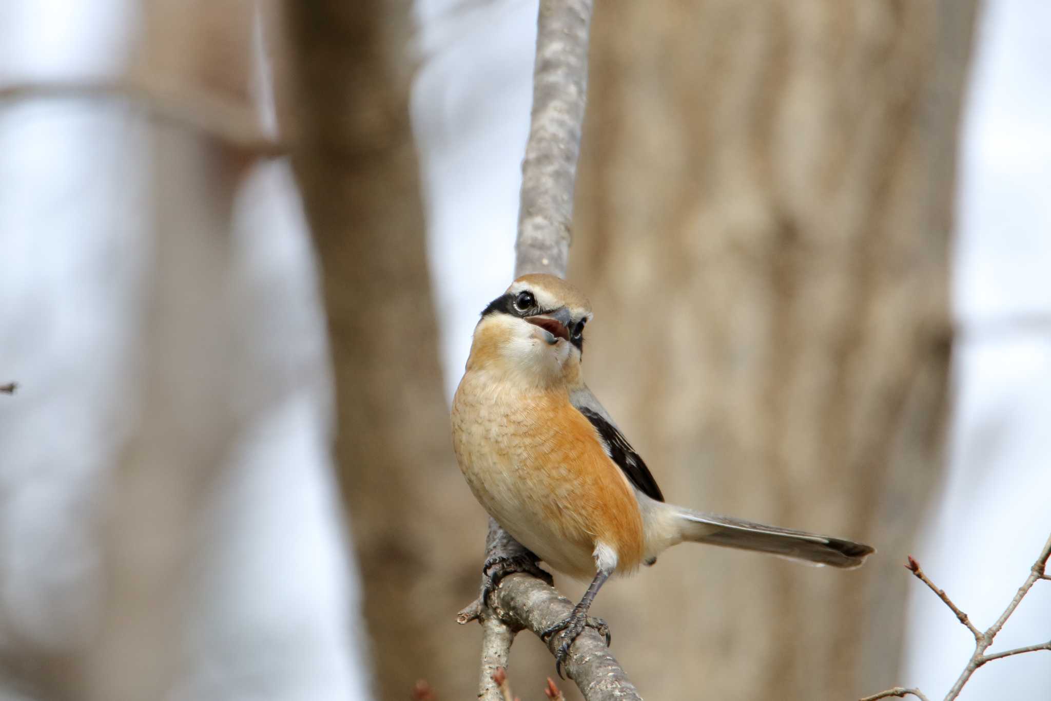 Photo of Bull-headed Shrike at 小雀公園 by shin