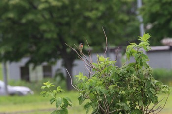 ノゴマ 札幌モエレ沼公園 2022年6月30日(木)