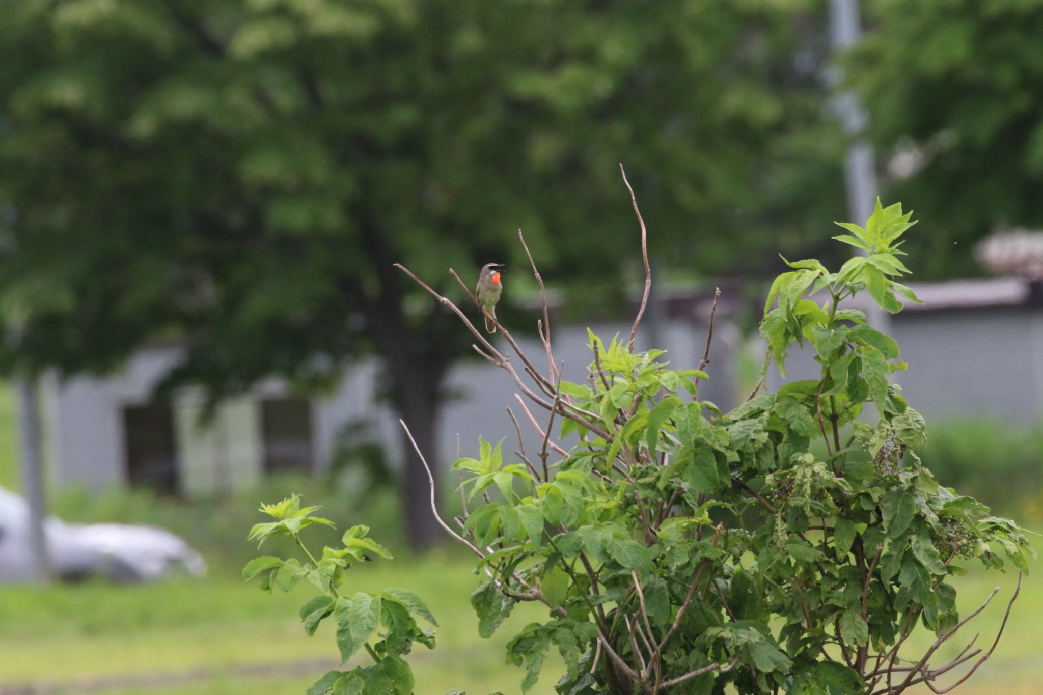 札幌モエレ沼公園 ノゴマの写真 by will 73