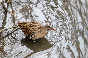 Brown-cheeked Rail 金井遊水地(金井遊水池) Mon, 1/8/2018