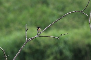 2022年6月30日(木) 札幌モエレ沼公園の野鳥観察記録