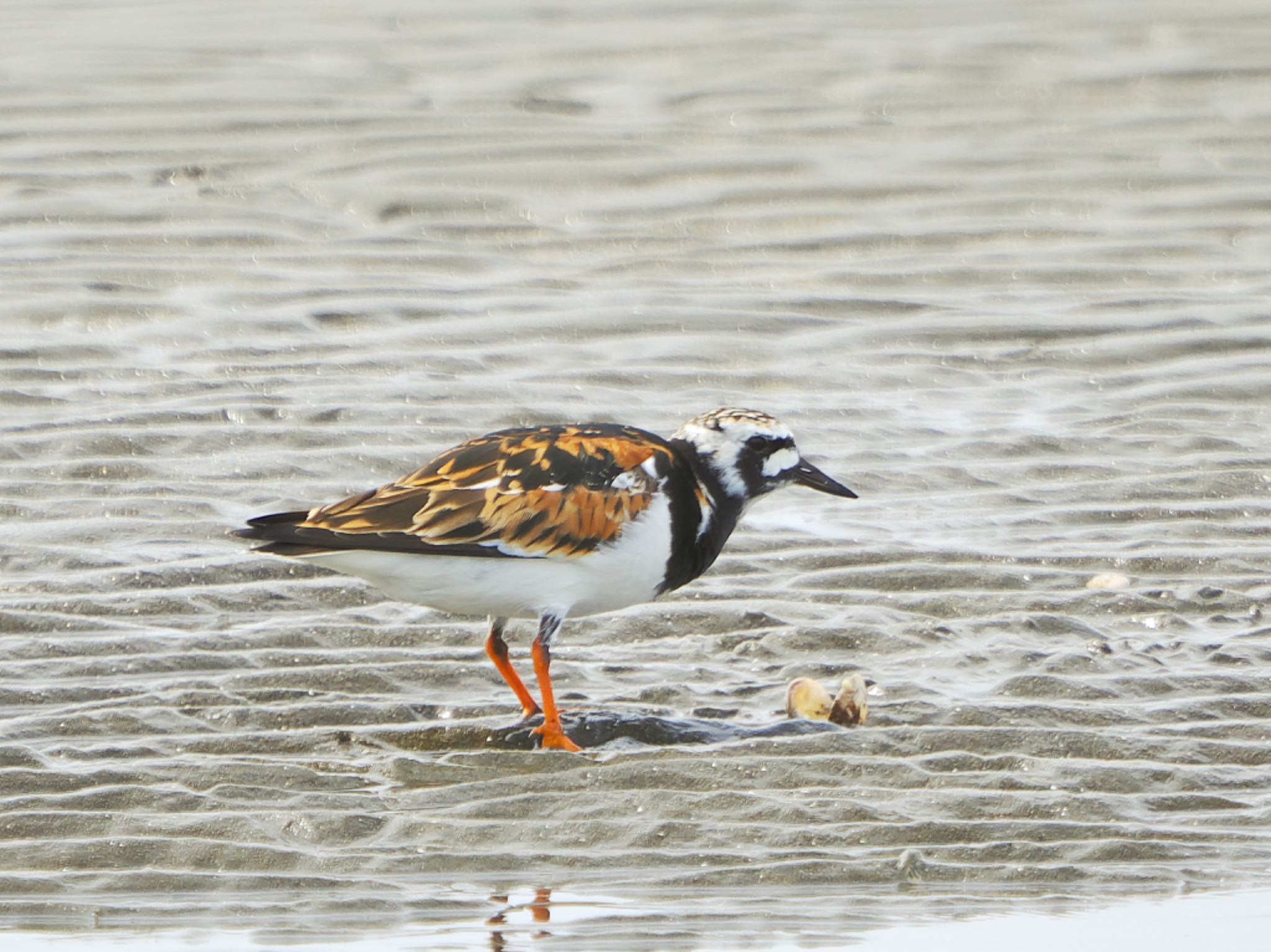 Ruddy Turnstone