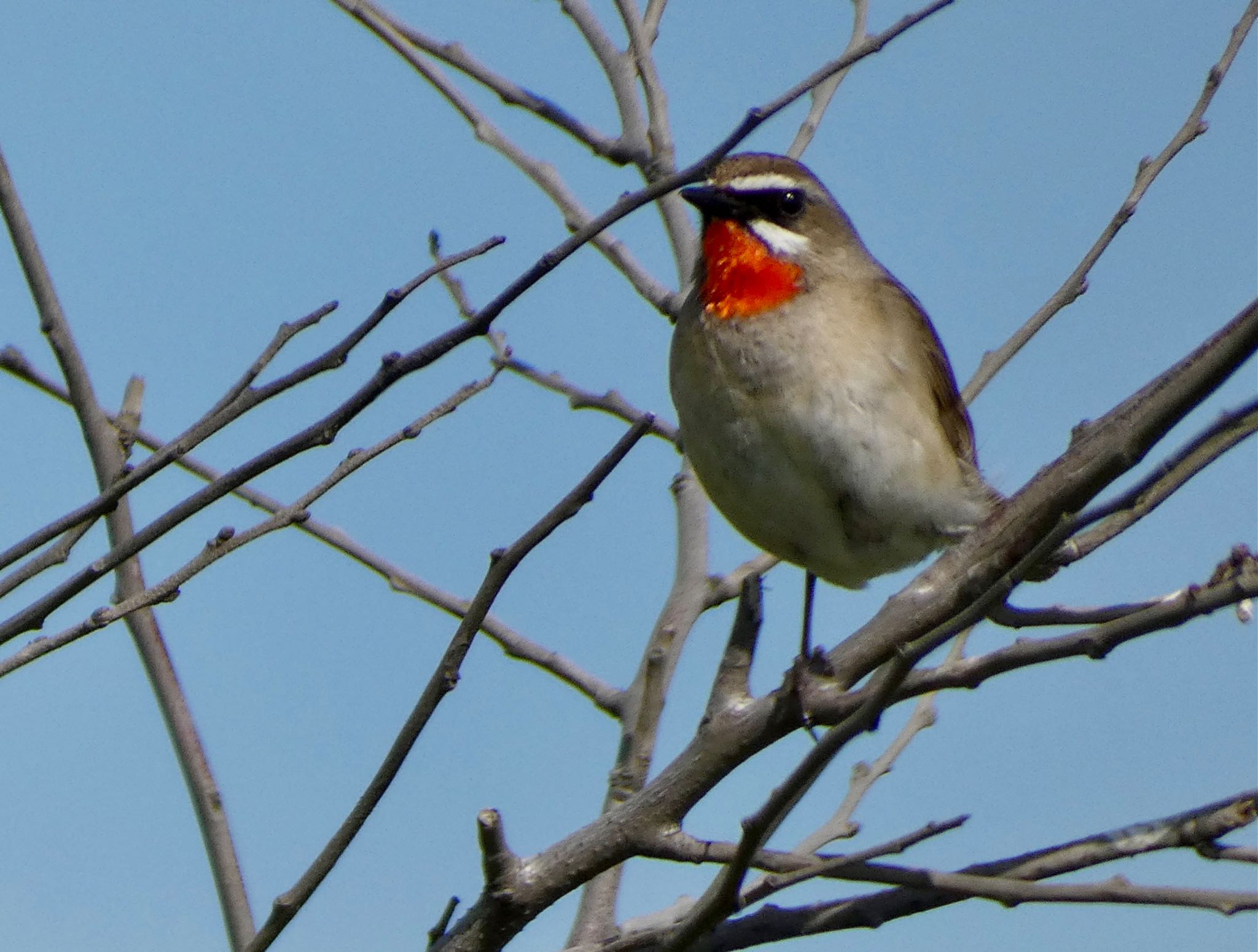 Photo of Siberian Rubythroat at はまなすの丘公園(石狩市) by Mariri1017