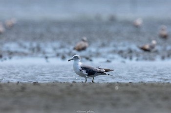 Black-tailed Gull Sambanze Tideland Sun, 6/19/2022