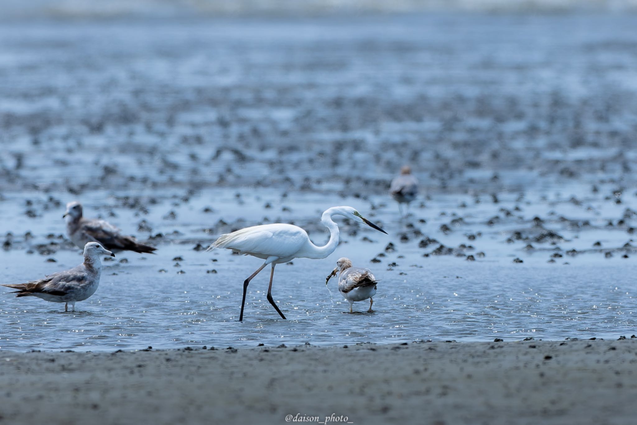 Photo of Great Egret at Sambanze Tideland by Daison