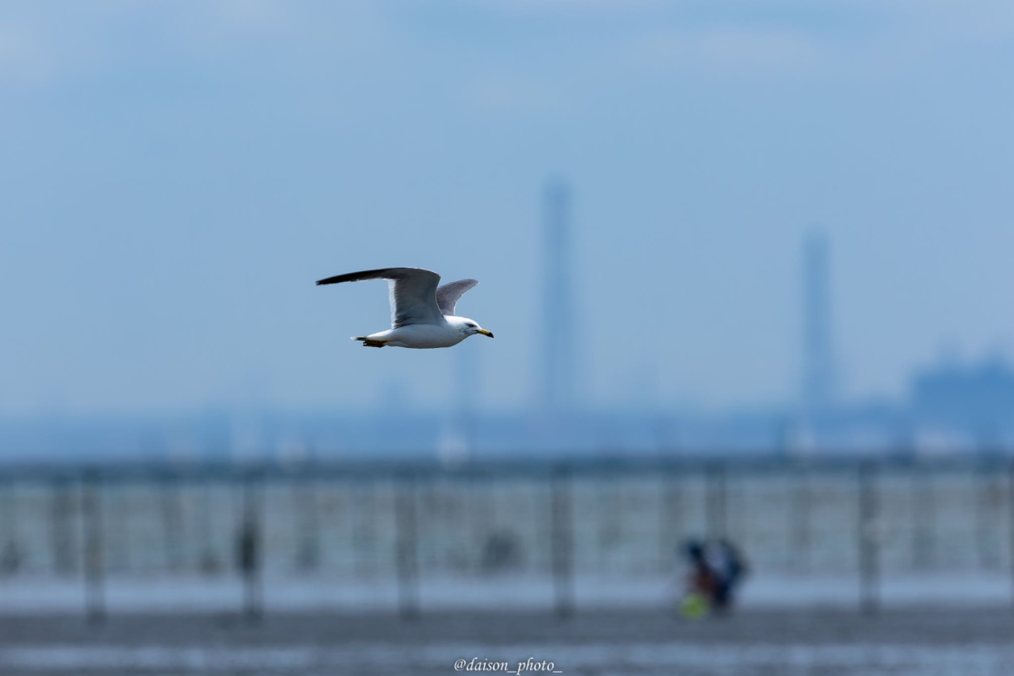 Photo of Black-tailed Gull at Sambanze Tideland by Daison