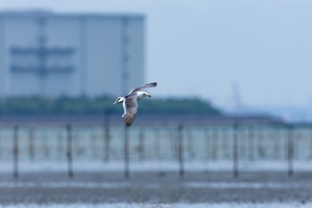 Black-tailed Gull Sambanze Tideland Sun, 6/19/2022