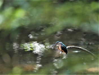 Common Kingfisher 姫路市自然観察の森 Thu, 6/30/2022