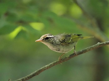 Eastern Crowned Warbler 姫路市自然観察の森 Thu, 6/30/2022