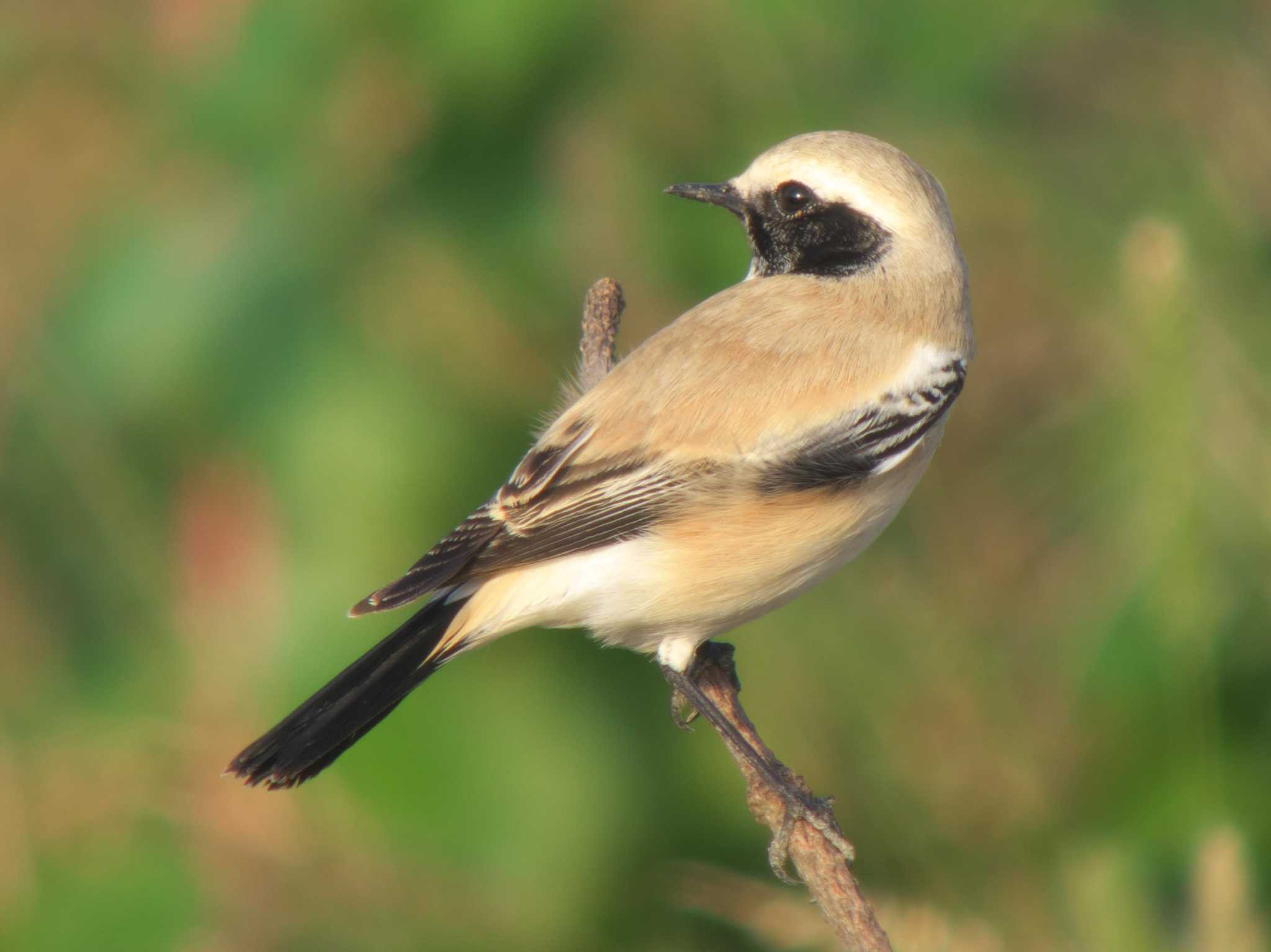 Photo of Desert Wheatear at  by みっちー