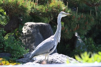 アオサギ 鶴見緑地公園 2022年5月3日(火)