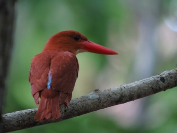 Ruddy Kingfisher Unknown Spots Thu, 6/26/2014