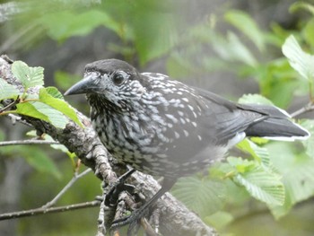 2022年6月25日(土) 奥庭荘(富士山)の野鳥観察記録