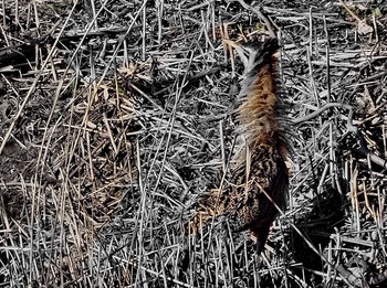 サンカノゴイ 葛西臨海公園 2018年1月7日(日)