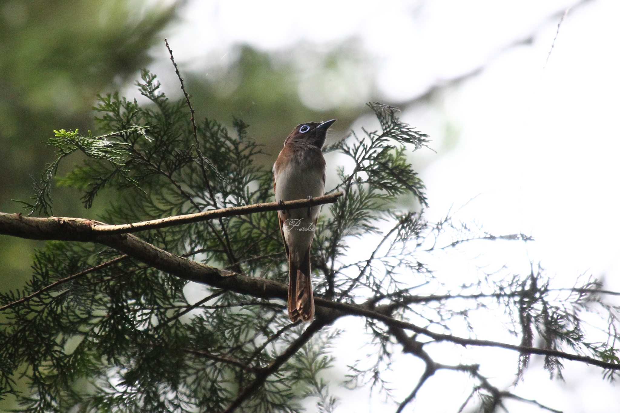 Photo of Black Paradise Flycatcher at 埼玉県 by ピースケ