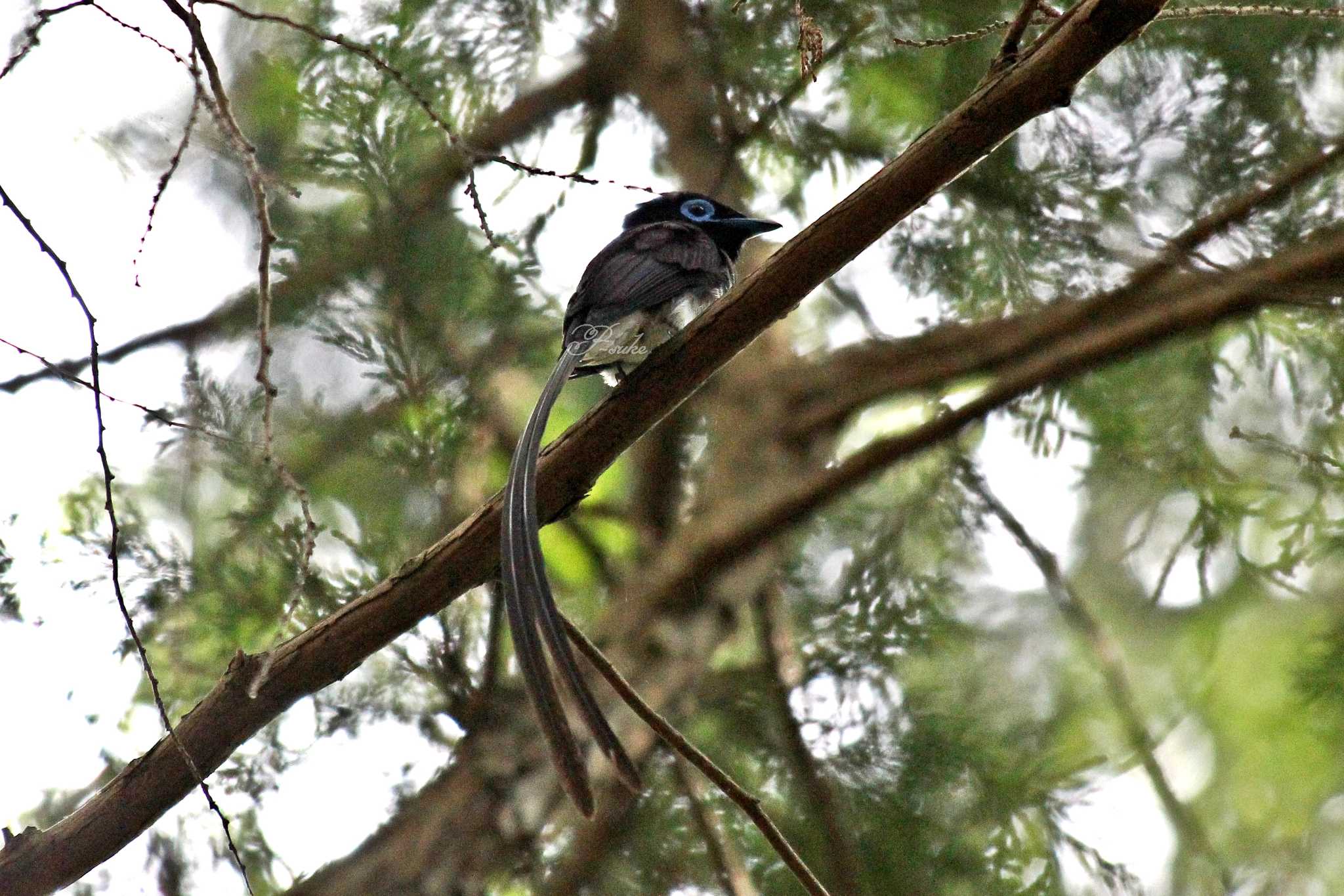 Photo of Black Paradise Flycatcher at 埼玉県 by ピースケ