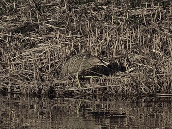 Eurasian Bittern Kasai Rinkai Park Sun, 1/7/2018