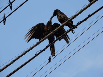 2022年6月30日(木) 平和の森公園、妙正寺川の野鳥観察記録