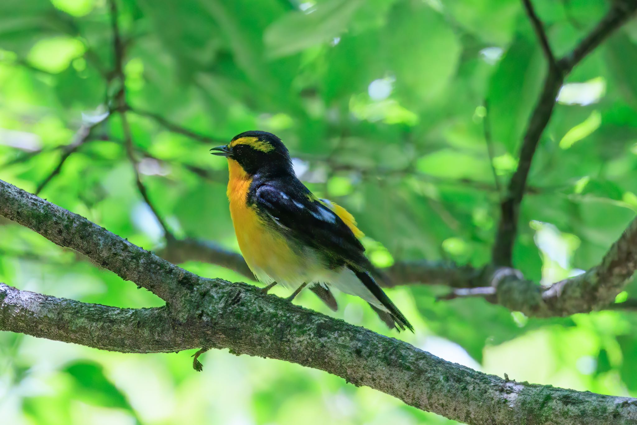 Photo of Narcissus Flycatcher at  by アカウント5104