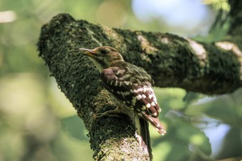 Japanese Pygmy Woodpecker Unknown Spots Thu, 6/30/2022